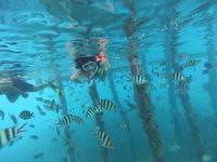 Alam bawah laut Arborek terancam kapal besar (Florentz Magdalena/d'Traveler)
