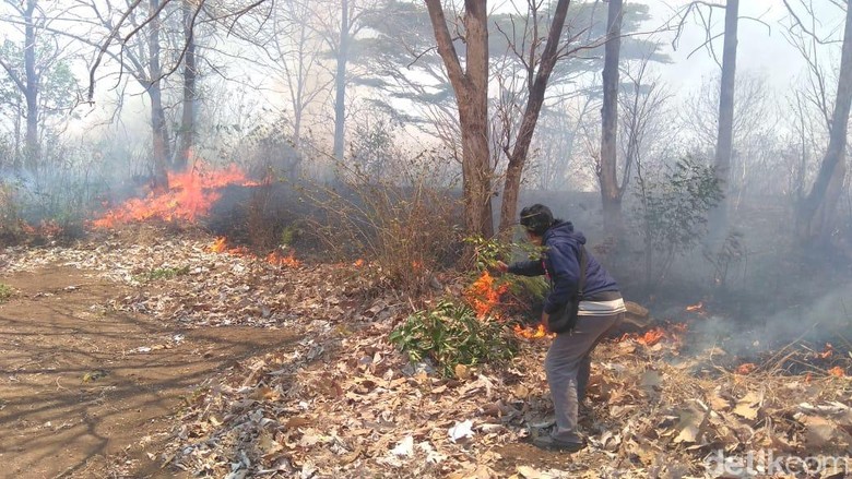 Hutan di Lereng Gunung Bentar Seluas 13 Hektar Terbakar Hutan di Lereng Gunung Bentar Seluas 13 Hektar Terbakar