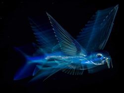 Karya Jawara Wildlife Photographer 2018 yang Bikin Mata Terpukau