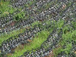 Pemandangan Mencengangkan Puluhan Ribu Sepeda Online