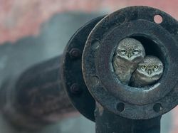 Karya Jawara Wildlife Photographer 2018 yang Bikin Mata Terpukau
