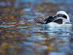 Karya Jawara Wildlife Photographer 2018 yang Bikin Mata Terpukau