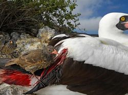 Karya Jawara Wildlife Photographer 2018 yang Bikin Mata Terpukau