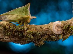 Karya Jawara Wildlife Photographer 2018 yang Bikin Mata Terpukau