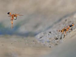 Karya Jawara Wildlife Photographer 2018 yang Bikin Mata Terpukau