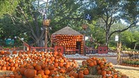 Tahun ini desa labu mengangkat tema Adventures in Neverland yang menghadirkan sosok Peter Pan dan Tinkerbell. Foto: Dallas Arboretum