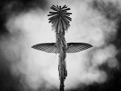 Karya Jawara Wildlife Photographer 2018 yang Bikin Mata Terpukau