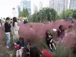 Emosi Kalau Baca! Rumput-rumput Pink di China Rusak Oleh Wisatawan