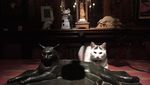 Foto: Meong! Inilah Museum Serba Kucing