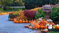 Selain labu, ada banyak bunga dan tanaman yang ditampilkan. Semuanya senada dalam tema musim gugur. Foto: Dallas Arboretum