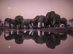 Karya Jawara Wildlife Photographer 2018 yang Bikin Mata Terpukau