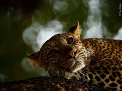 Karya Jawara Wildlife Photographer 2018 yang Bikin Mata Terpukau