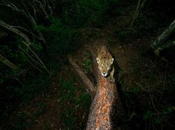 Karya Jawara Wildlife Photographer 2018 yang Bikin Mata Terpukau