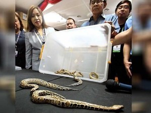 Bea Cukai Filipina Sita 12 Ular Piton Dalam Paket dari Indonesia