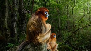 Karya Jawara Wildlife Photographer 2018 yang Bikin Mata Terpukau