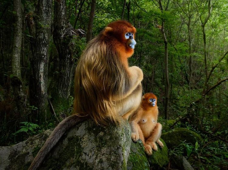 Karya Jawara Wildlife Photographer 2018 yang Bikin Mata Terpukau