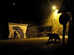 Karya Jawara Wildlife Photographer 2018 yang Bikin Mata Terpukau