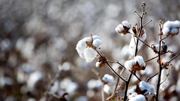 Ripe cotton ready to pick in a field in Americas deep south