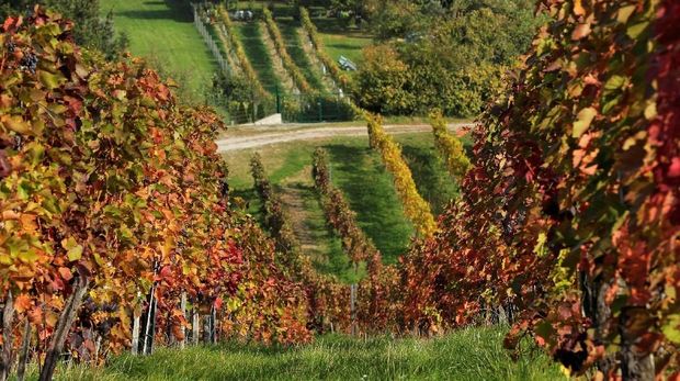 Autumns colours are seen at a vineyard in Klosterneuburg, Austria, October 15, 2018. REUTERS/Heinz-Peter Bader