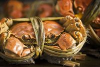 Pencinta Seafood Harus Cicip Kepiting Berbulu dari Shanghai Ini