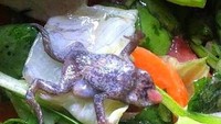 Bangkai katak ini ditemukan di antara tumisan sayuran. Bukannya sehat, tumisan sayuran ini pasti sudah terkontaminasi berbagai bakteri dari bangkai katak. Foto: Istimewa