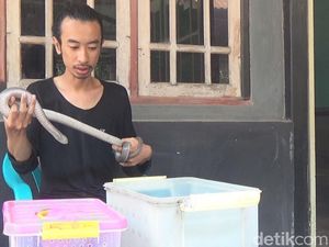 Begini Cerita Rudi Nyaris Tewas karena Pelihara Ular
