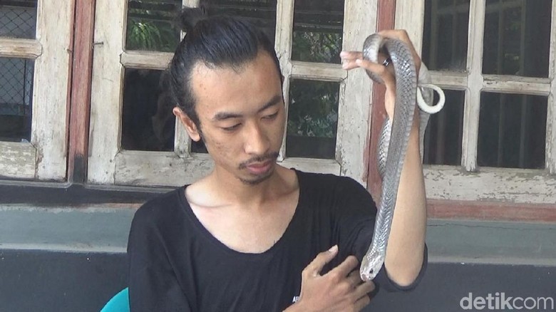 Pemuda di Jombang Punya Hobi Menantang, Pelihara Ular Kobra Pemuda di Jombang Punya Hobi Menantang, Pelihara Ular Kobra