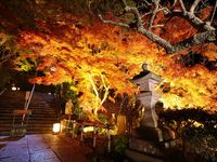 Musim Gugur di Kanagawa Jepang, Ini Aktivitas Serunya