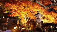 Saat musim gugur, pepohonan cantik inilah yang jadi daya tarik utamanya (dok. Prefektur Kanagawa)