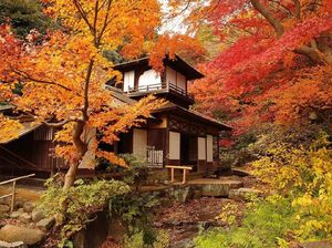 Musim Gugur di Kanagawa Jepang, Ini Aktivitas Serunya