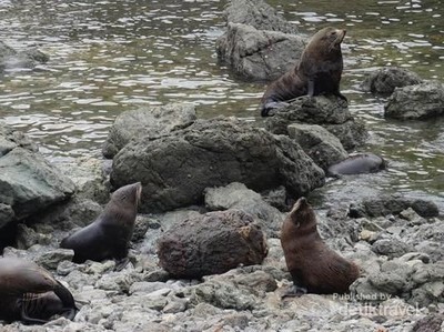 Pantai Ini Surganya Koloni Anjing Laut di Selandia Baru Pantai Ini Surganya Koloni Anjing Laut di Selandia Baru