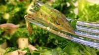 Ayo tebak, kira-kira ini kepala hewan apa yang terdapat di antara tumpukan salad segar yang satu ini? Foto: Istimewa