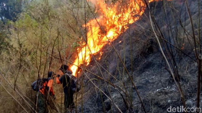 435 Hektar Hutan Arjuno Wilayah Pasuruan Habis Terbakar