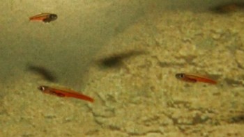 Ikan Terkecil, jenis ikan progenetica Paedocypris ini sejenis dengan ikan dari genus Paedocypris yang dilaporkan sebagai ikan terkecil di dunia. Spesies ini termasuk juga sebagai organisme bertulang belakang terkecil di dunia, hingga Januari 2012 ketika ditemukannya organisme yang lebih pendek, sejenis katak yang dinamai Paedophryne amauensis. (Foto: list25)