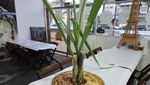 Dari Satu Tandan Pisang hingga Laptop, Ini 12 Topping Pizza Ajaib