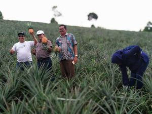 Usai dari Danau Toba, Bisa Wisata Petik Nanas di Onan Runggu