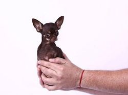 Potret Mengejutkan Mereka yang Menjadi Terkecil di Dunia