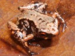 Potret Mengejutkan Mereka yang Menjadi Terkecil di Dunia