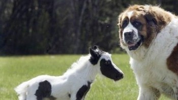 Einstein demikian nama kuda tersebut merupakan kuda terkecil di dunia, kuda ini diperkirakan memiliki ukuran tubuh seperti anjing kecil. Saat berumur tiga hari, tinggi si kecil ini hanya 14 inch atau setara 35,56 cm saja. (Foto: list25)