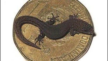 Kadal paling kecil di dunia atao dikenal juga sebagai kadal. Jenis ini kerap ditemukan di Taman Nasional Jaragua di Republik Dominika. Ini adalah jenis tokek yang pertama kali ditemukan pada tahun 2001. Ukuran kadal ini sangat sangat kecil dengan ukuran 10mm. (Foto: list25)