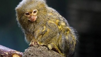 Monyet terkecil alias marmoset yang memiliki berat badan hanya 4 ons berasal dari hutan hujan tropis di Amerika Serikat.  Hewan-hewan ini telah dilanda penyakit dalam beberapa tahun terakhir sehingga membuat mereka rentan menjadi spesies yang terancam punah. (Foto: list25)