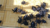 Foto: Dia mengungkapkan awal mula dirinya membuat penangkaran penyu karena merasa kasihan terhadap jenis hewan biota laut yang dilindungi itu. Awalnya banyak warga di sekitar lingkungan sana yang menyia-nyiakan keberlangsungan hidup anak tukik tersebut. (Harianto Nukman/detikTravel)