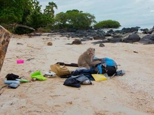Dirampok Monyet di Pantai Bama Situbondo!