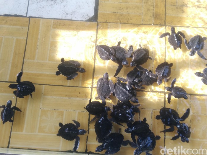 Tempat Penyelamatan Penyu di Lombok