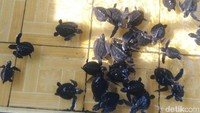 Foto: Kolam penangkaran penyu yang dibuat H Awan berukuran 3x5 meter. Dia baru setahun yang lalu mulai membudidayakan penyu di lokasi warung makan tempatnya berjualan menu kuliner khas tradisional Lombok. (Harianto Nukman/detikTravel)