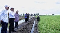Mentan Amran Sulaiman saat meninjau salah satu lahan rawa di Desa Jejangkit, Kalsel pada HPS 2018. Istimewa/Kementan.