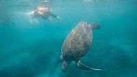 Benar-benar surga bawah laut, kamu juga bakal sering ketemu penyu (Khairul Leon/dTraveler)