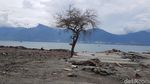 Foto Pantai Palu: Tak Ada Gudang yang Tak Retak