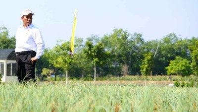 Ini Penampakan Lahan Rawa untuk Pertanian di Kalsel