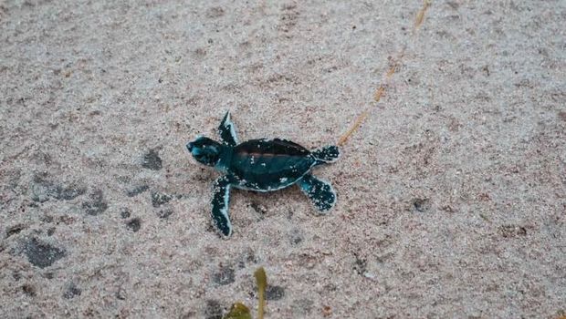 Tukik di Pulau Sangalaki Tukik di Pulau Sangalaki